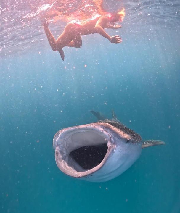 Photo of Others in Dhigurah