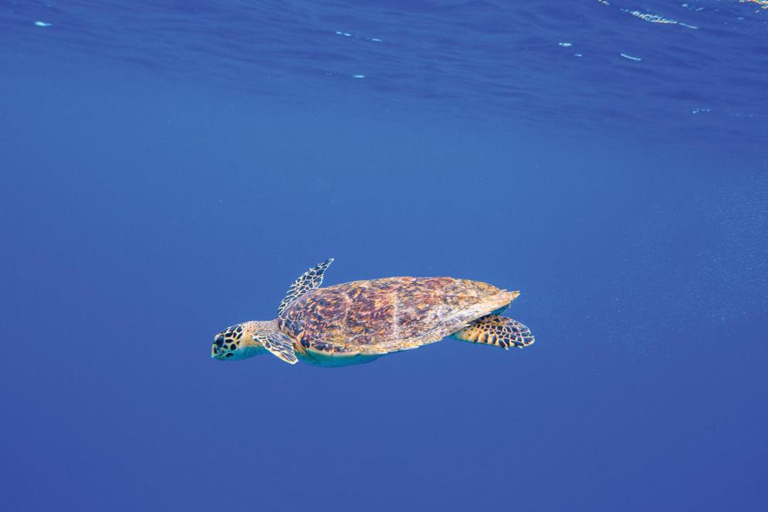 Photo of Others in Helengeli