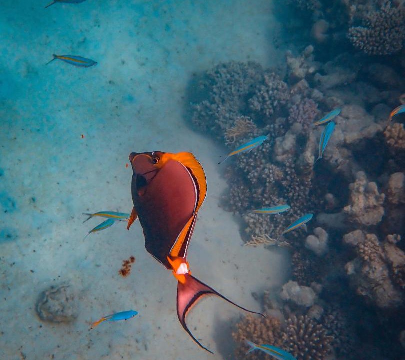 Photo of Others in Mahibadhoo