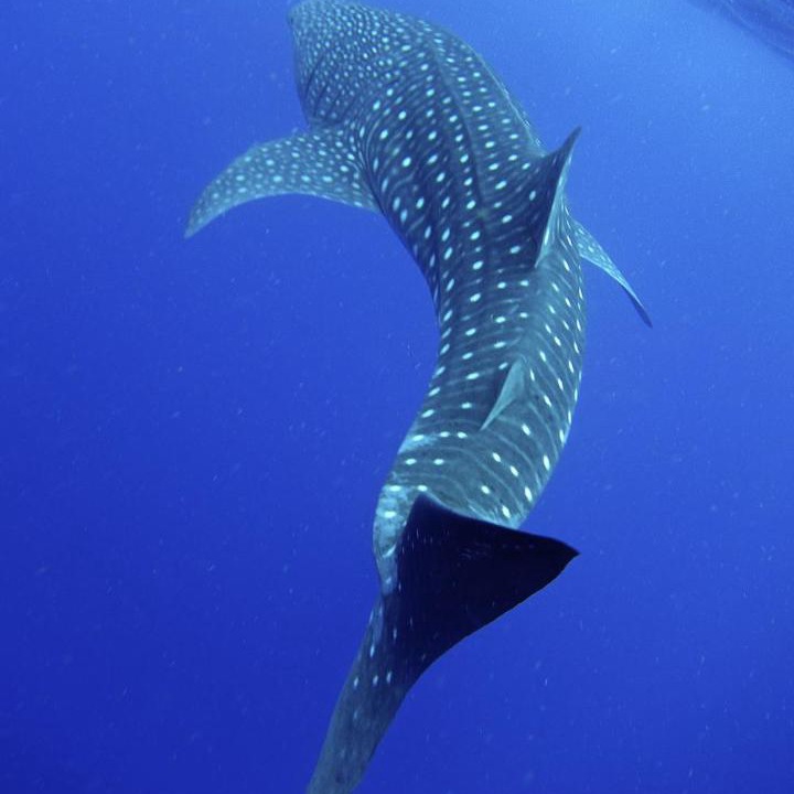 Photo of Others in Mahibadhoo