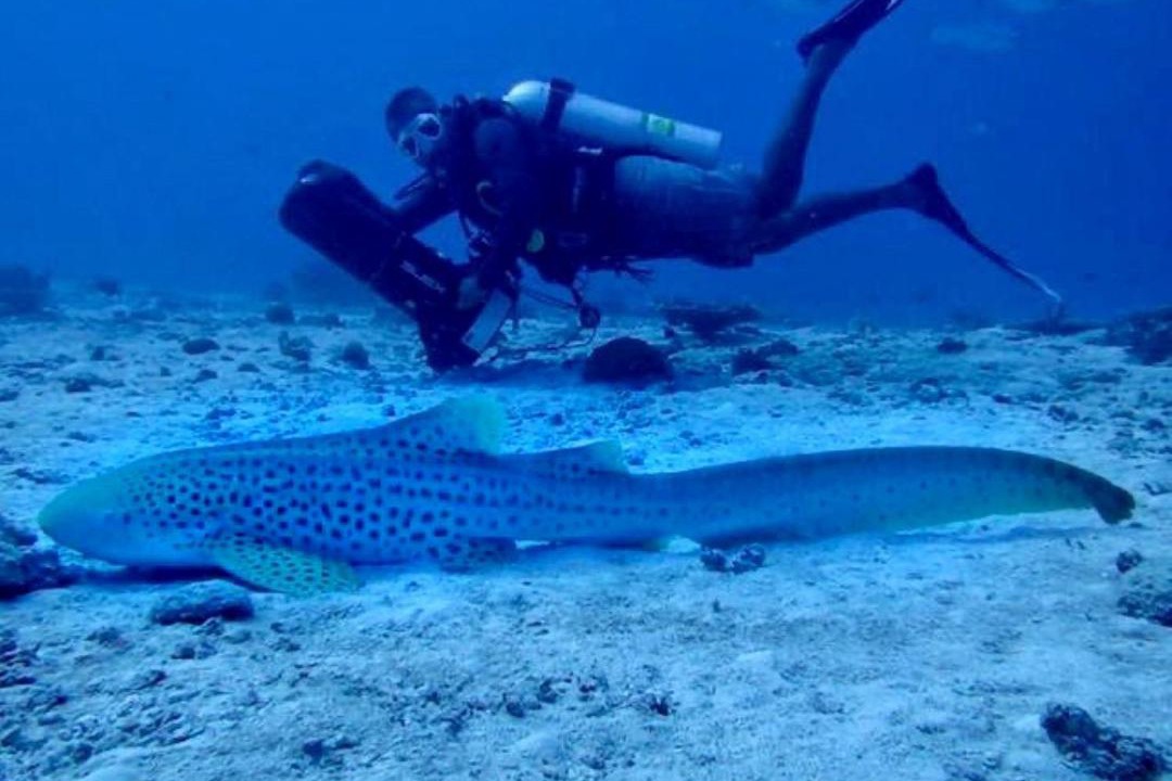 Photo of Human In Picture in Maamigili