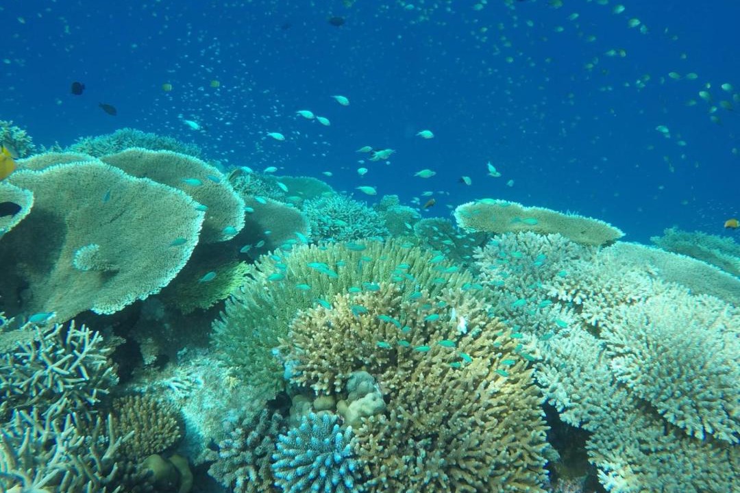 Photo of Others in Guraidhoo