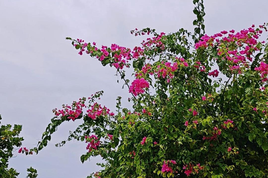 Photo of Others in Bodufolhudhoo