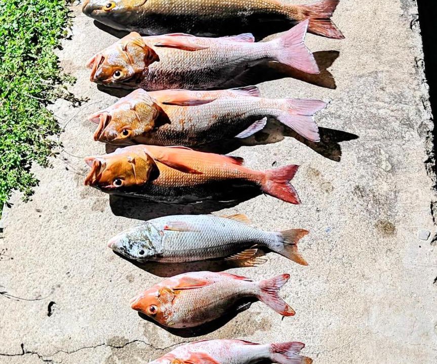 Photo of Others in Bodufolhudhoo