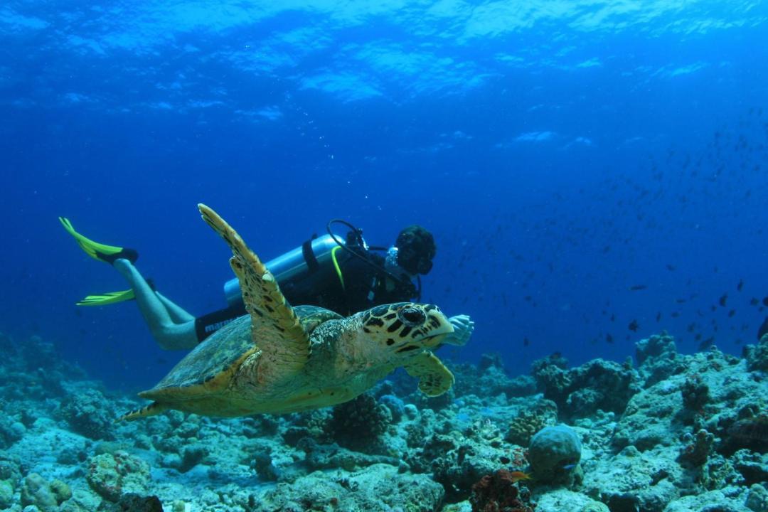 Photo of Others in Finolhas Island