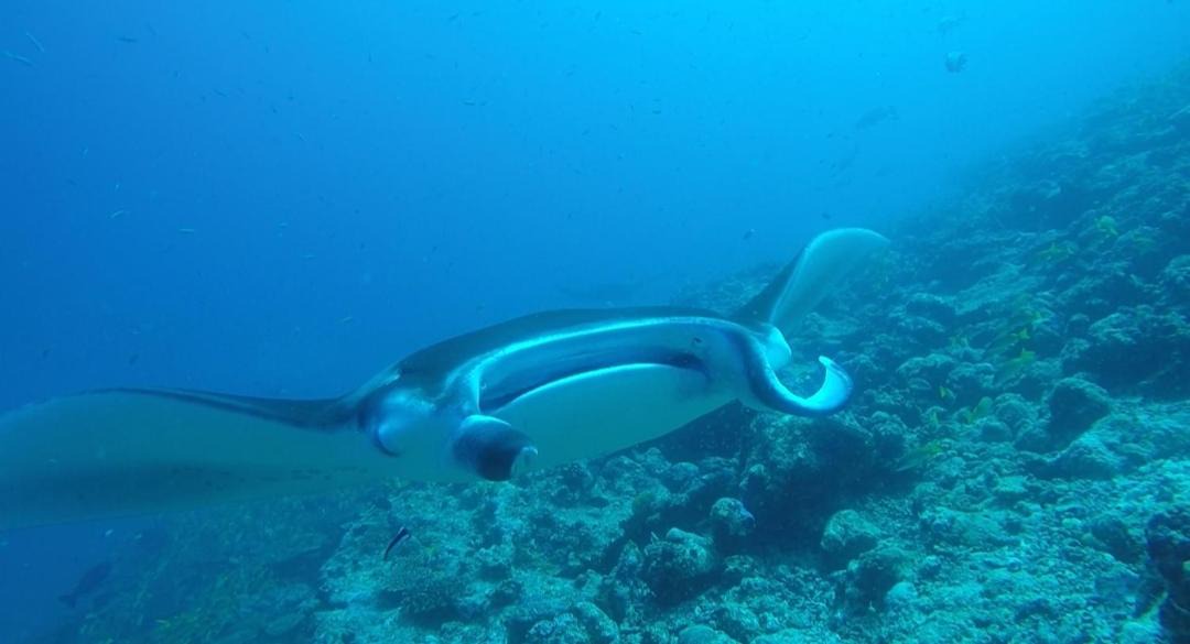 Photo of Others in Himandhoo