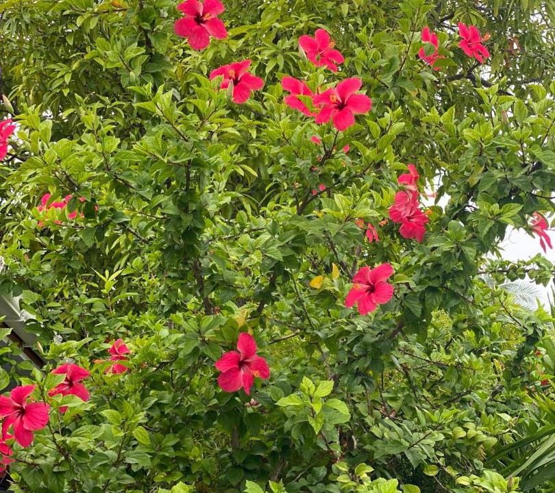 Photo of Outdoor in Dhigurah