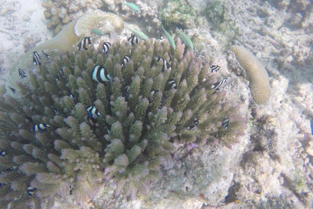 Photo of Others in Guraidhoo