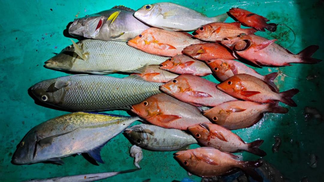 Photo of Others in Guraidhoo