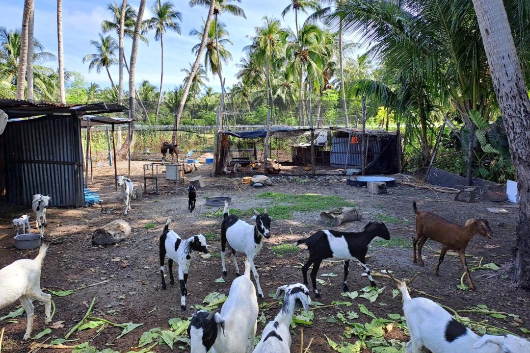 Photo of Others in Thoddoo