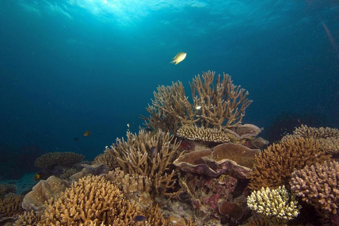 Photo of Others in Gan Island