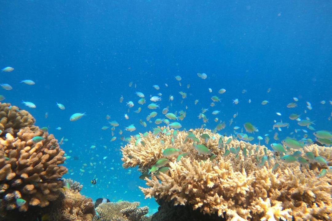 Photo of Others in Maafushi