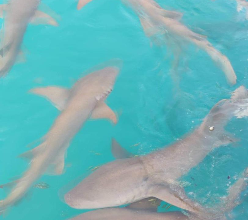 Photo of Others in Rasdhoo
