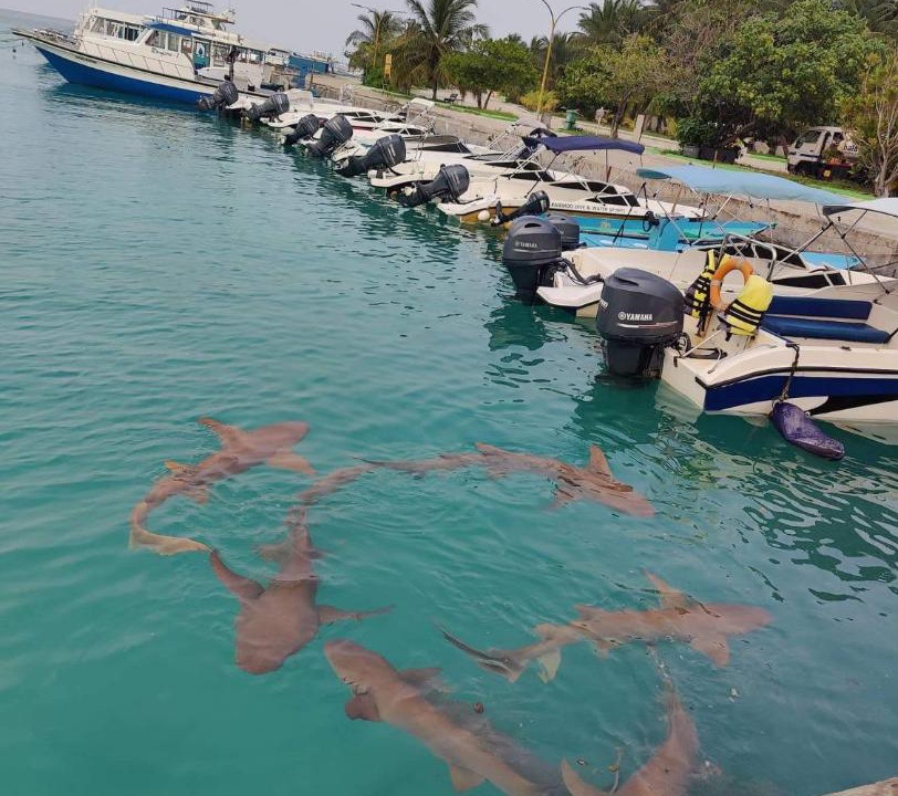 Photo of Others in Rasdhoo