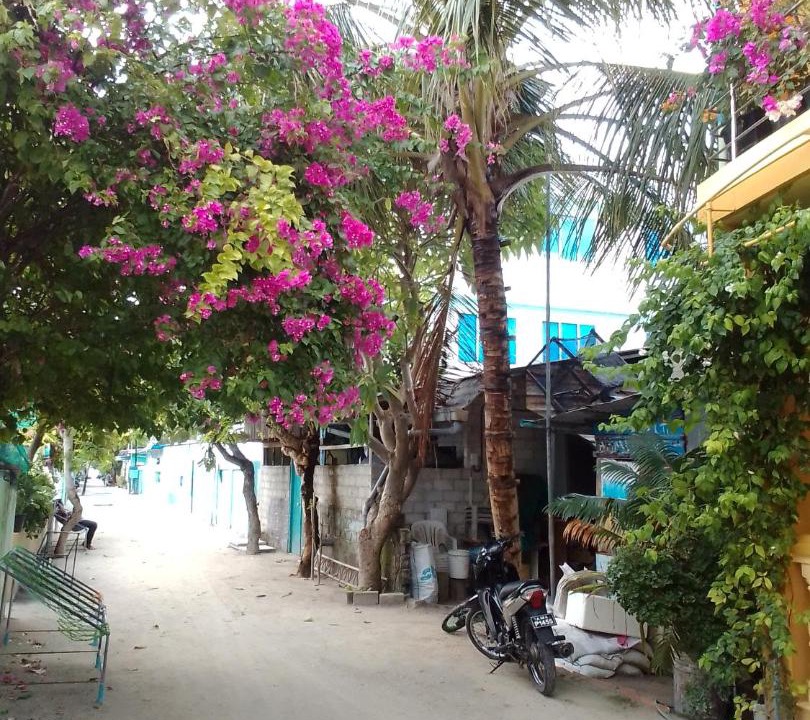 Photo of Others in Guraidhoo