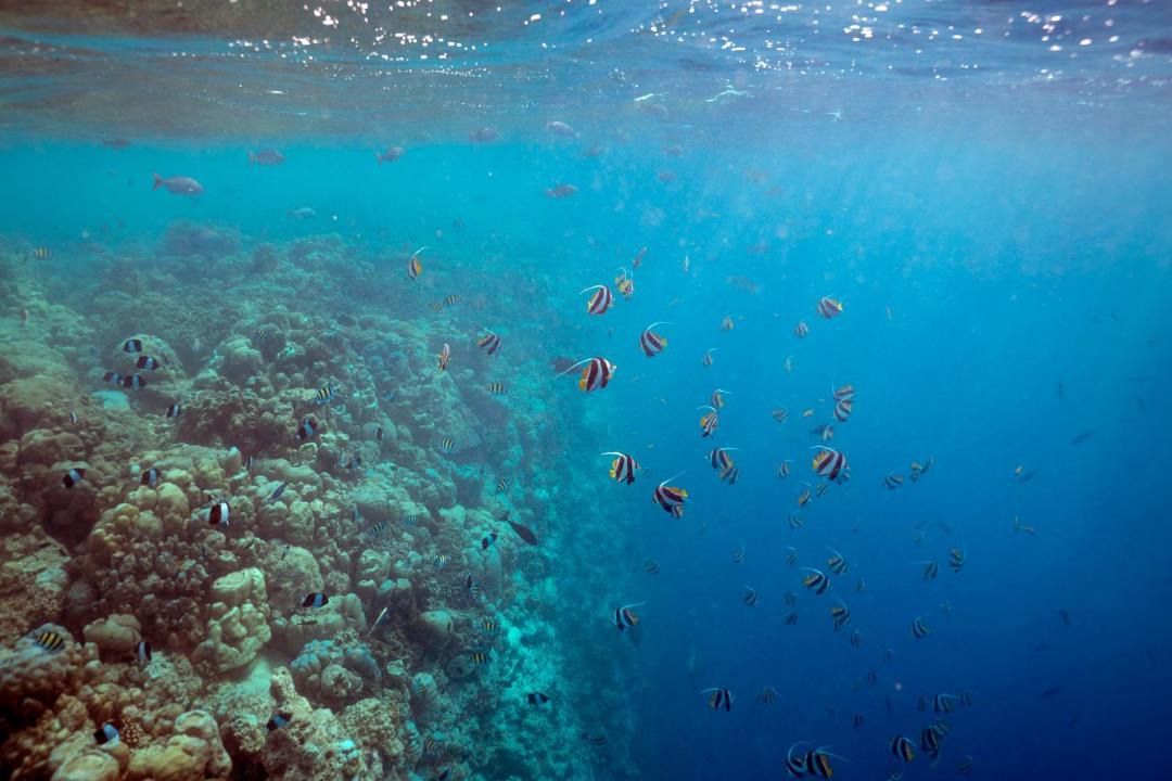 Photo of Outdoor in Manadhoo