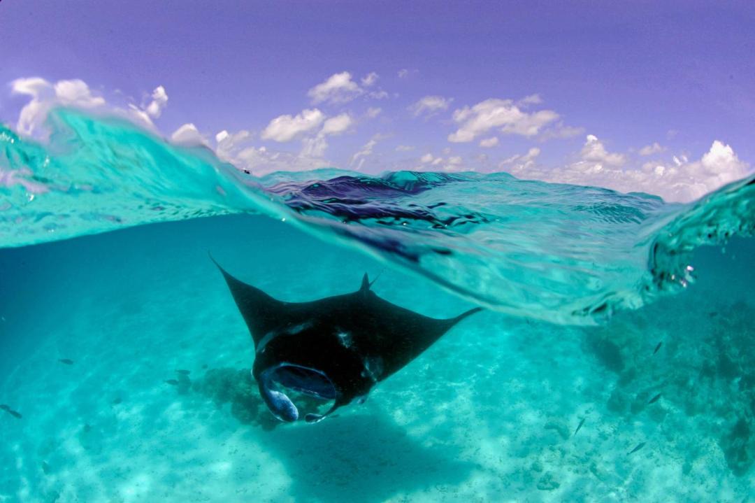 Photo of Human In Picture in Fodhdhoo