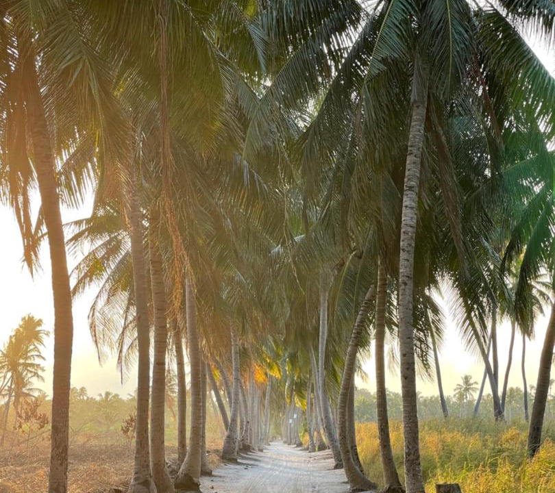 Photo of Others in Thoddoo