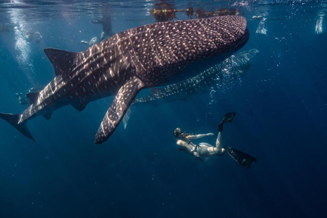 Photo of Human In Picture in Dhigurah
