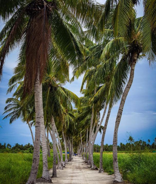 Photo of Others in Thoddoo