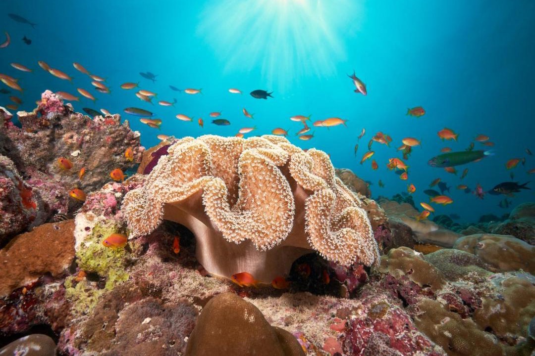 Photo of Others in Maamigili Island