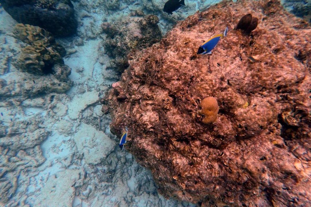 Photo of Others in Guraidhoo