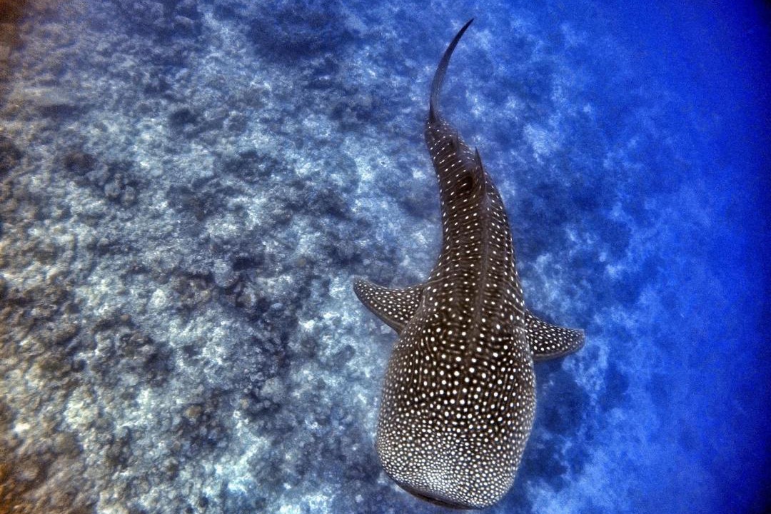 Photo of Others in Dhigurah