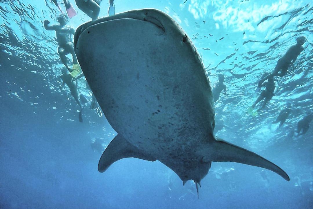 Photo of Others in Dhigurah