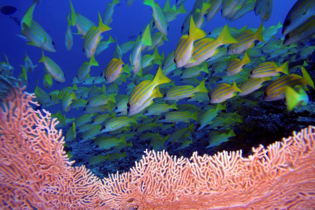 Photo of Others in Dhigurah