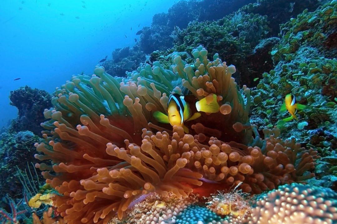 Photo of Others in Dhigurah
