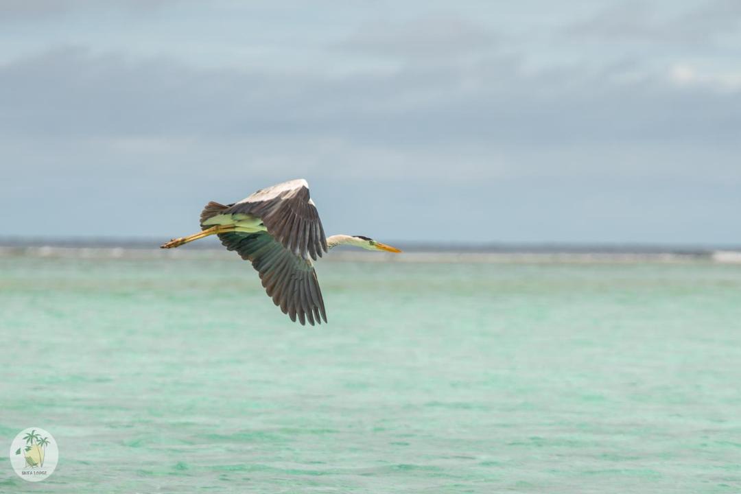 Photo of Others in Feridhoo
