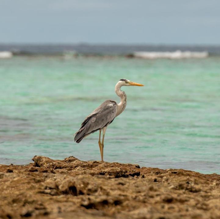 Photo of Others in Feridhoo