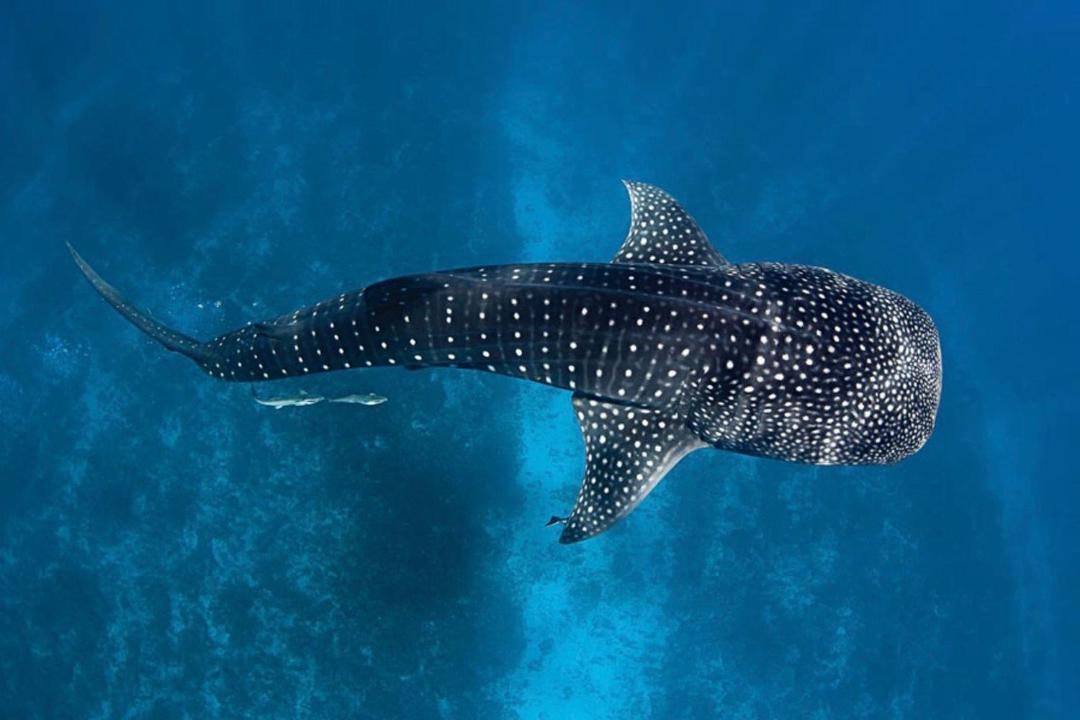 Photo of Others in Dhidhdhoo