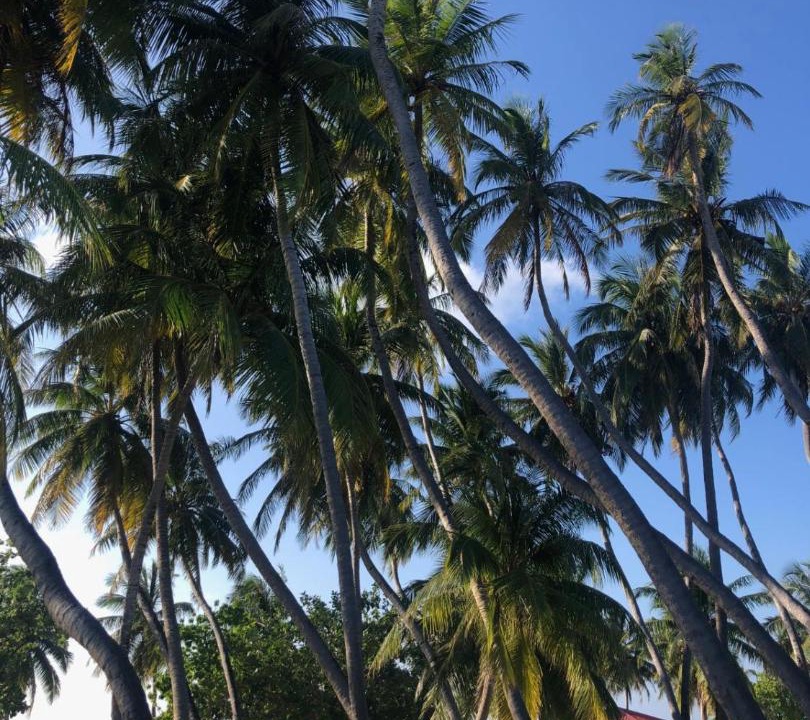 Photo of Others in Himmafushi