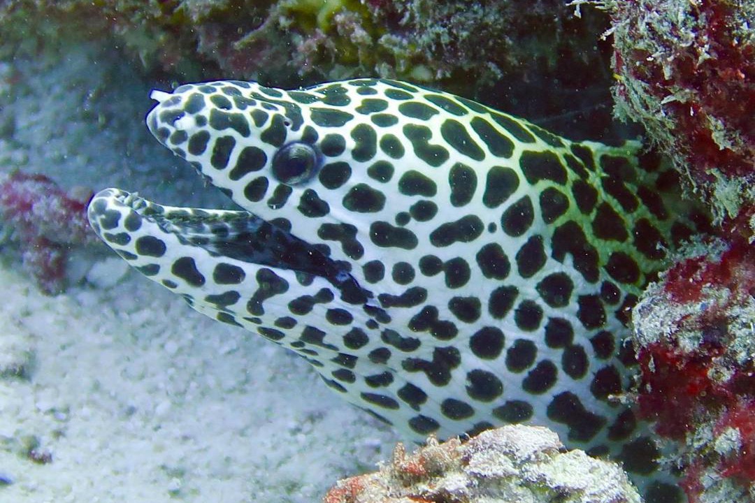 Photo of Others in Keyodhoo