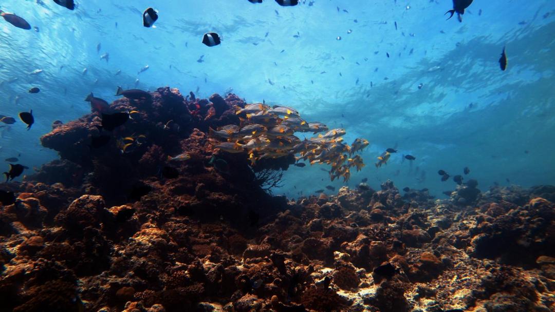 Photo of Others in Rasdhoo