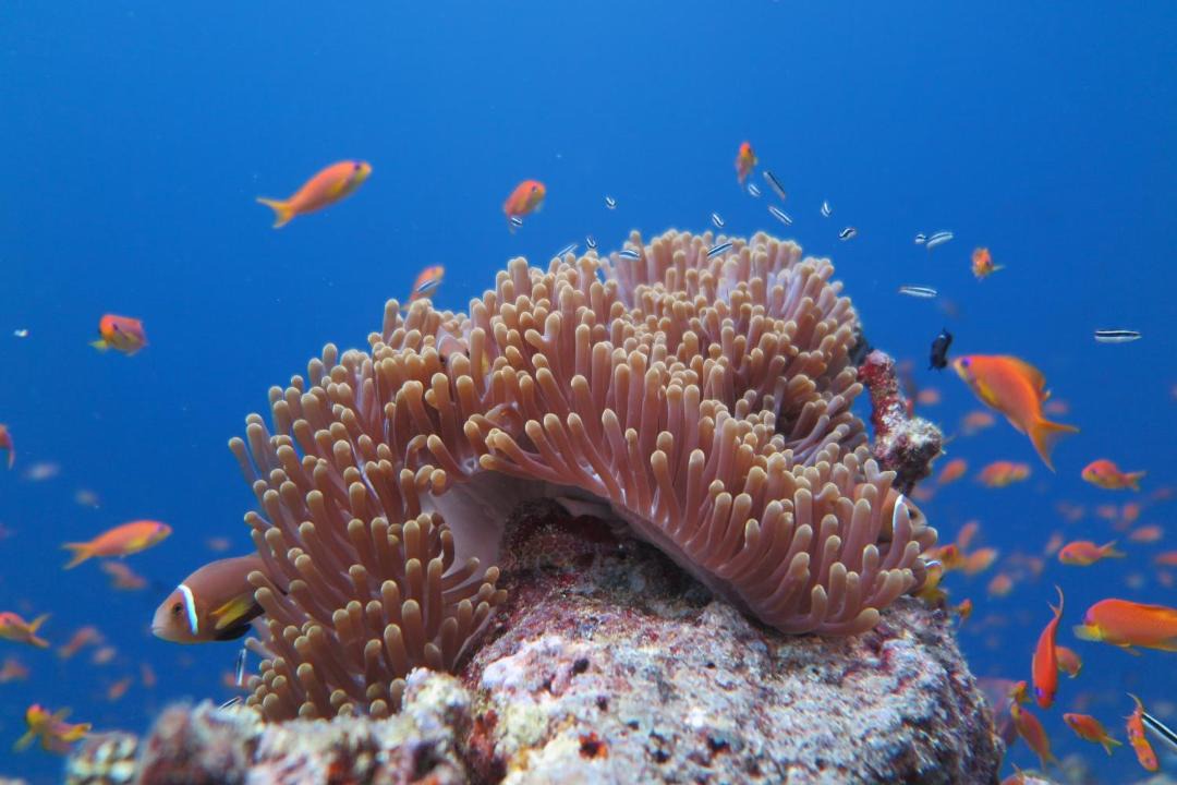 Photo of Others in Rasdhoo