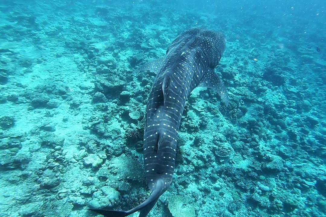 Photo of Others in Omadhoo
