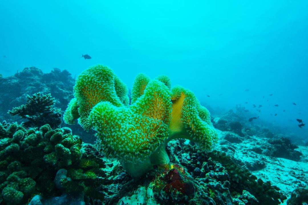 Photo of Others in Emboodhoo