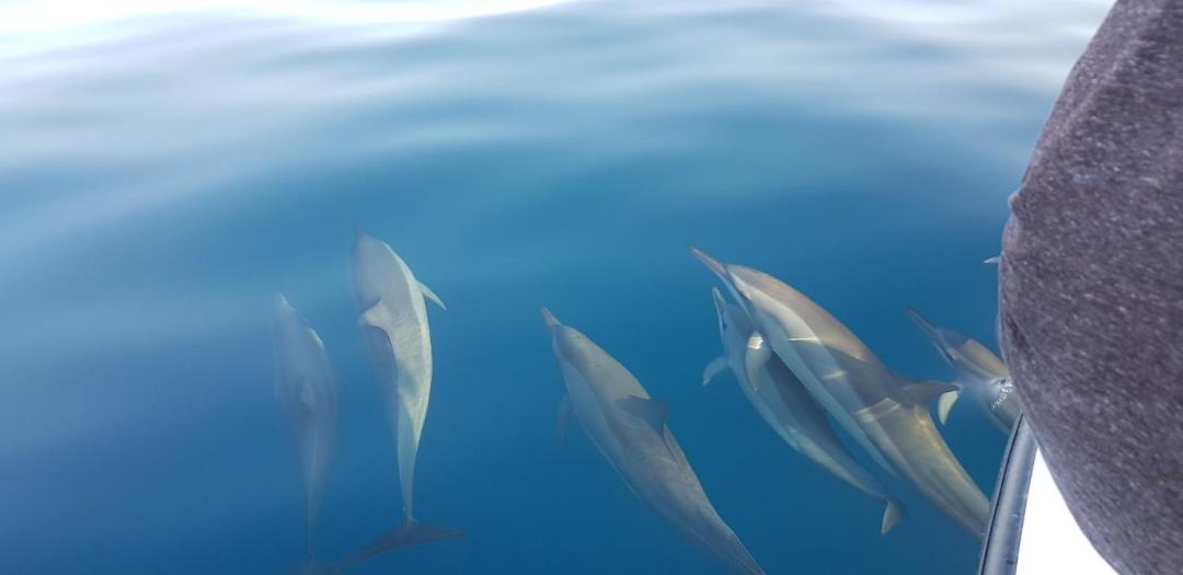 Photo of Others in Maamendhoo