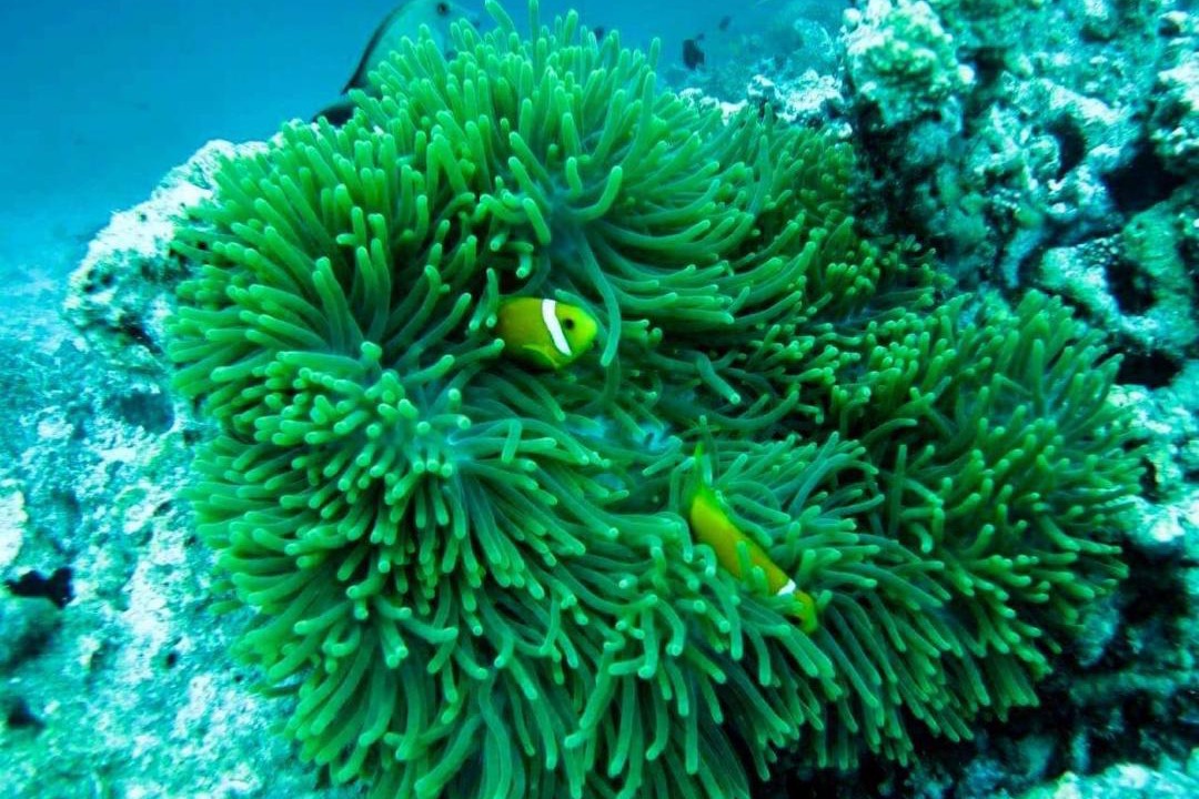 Photo of Others in Guraidhoo