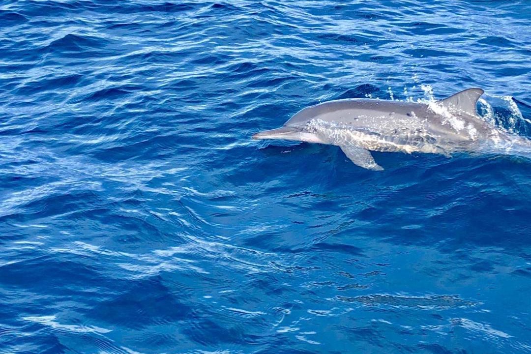 Photo of Others in Guraidhoo