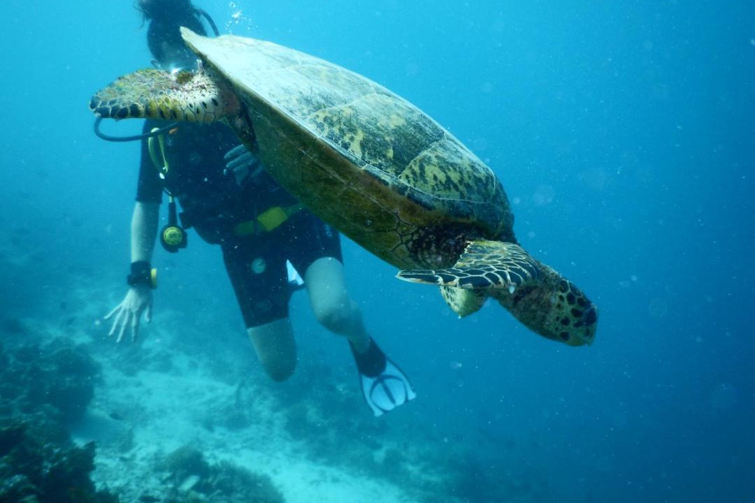 Photo of Others in Dhigurah