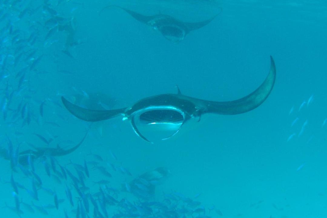 Photo of Others in Feridhoo