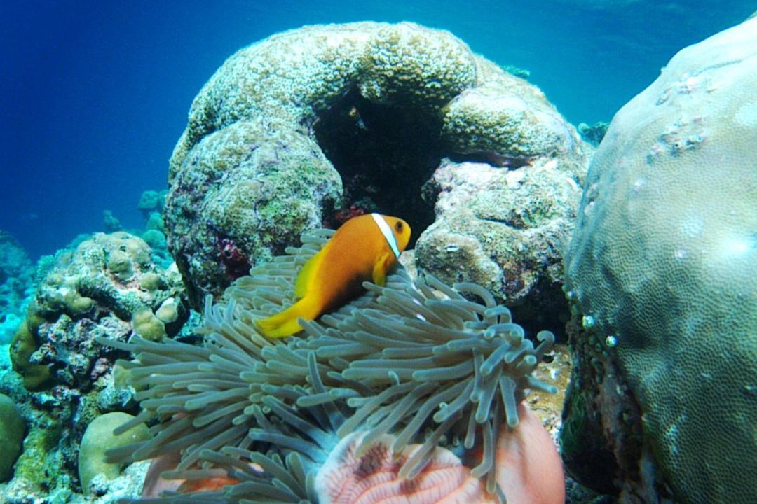 Photo of Others in Feridhoo