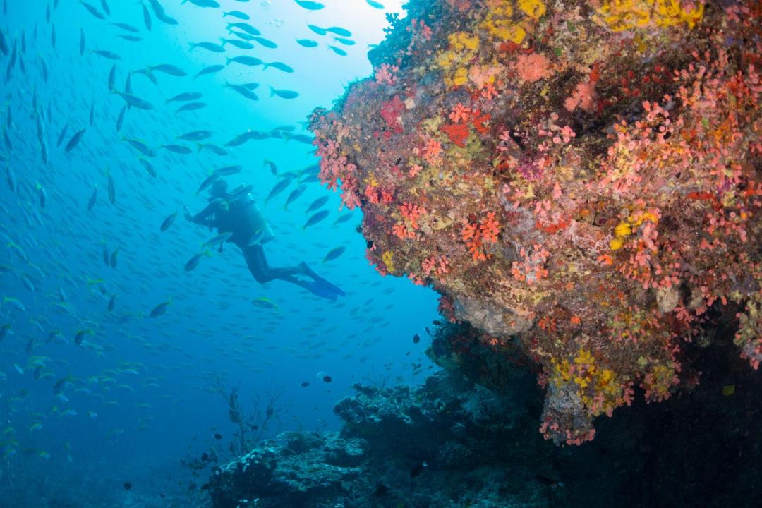 Photo of Others in Milaidhoo Island