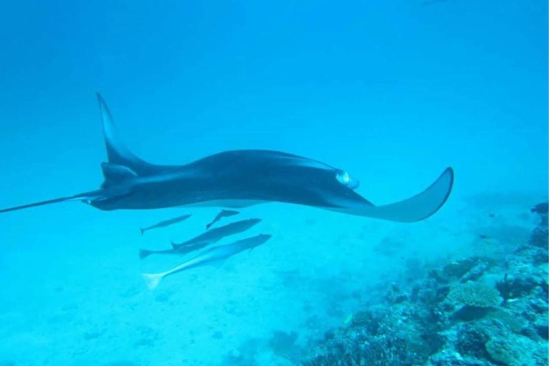 Photo of Others in Feridhoo