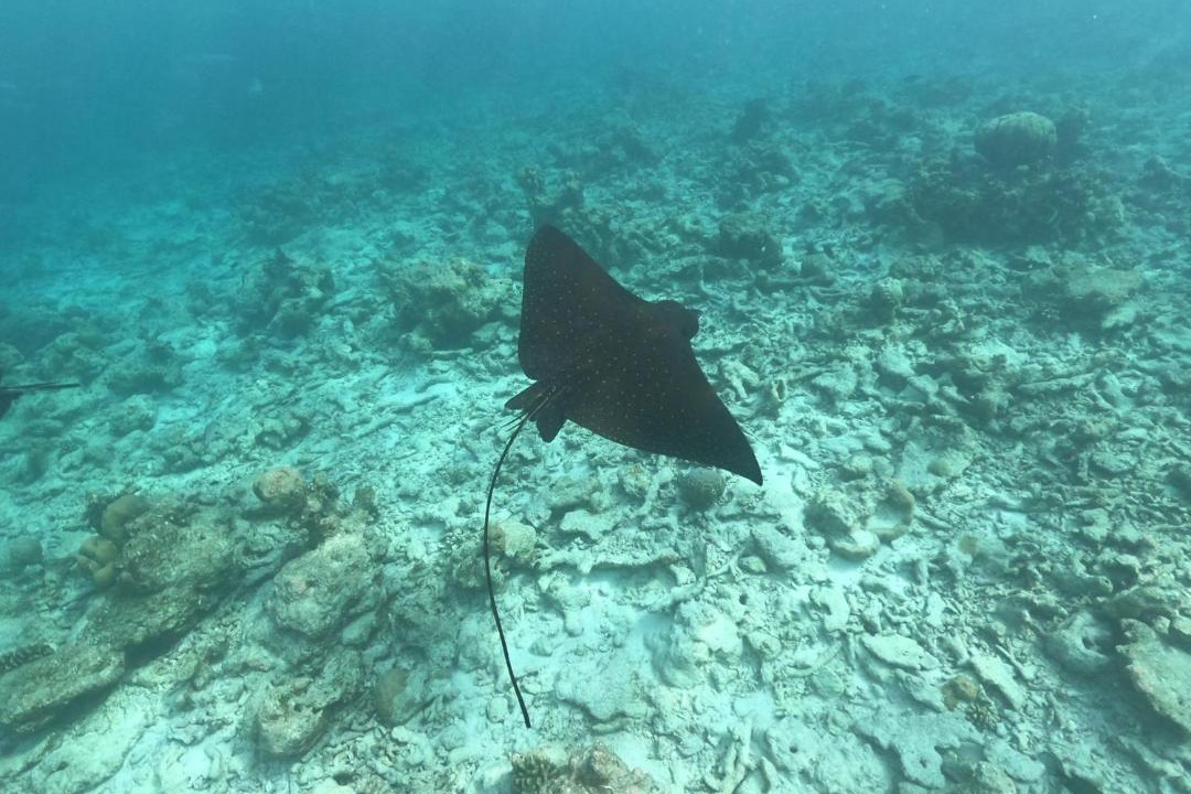 Photo of Others in Rasdhoo
