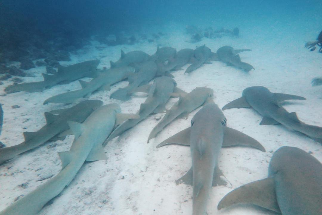 Photo of Others in Fulidhoo