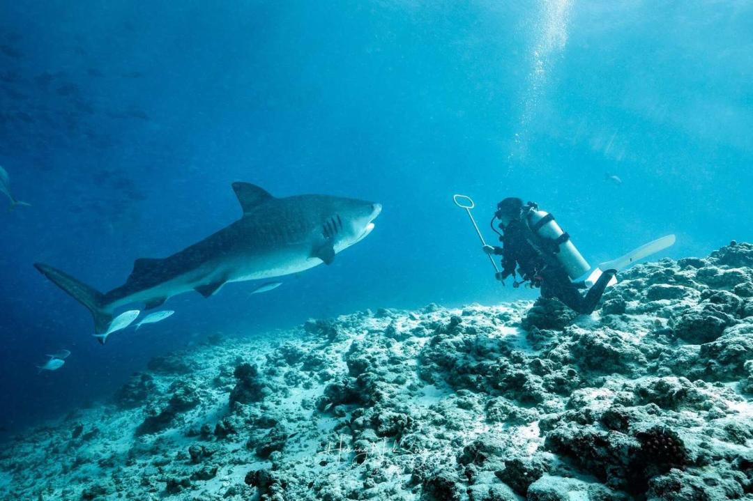 Photo of Human In Picture in Fuvahmulah